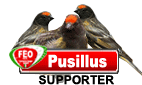 birdboard pusillus